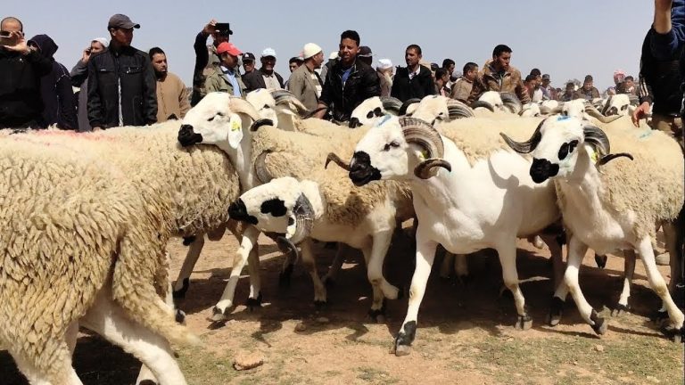 فرق المعارضة تطالب الحكومة بحماية المواطنين من غلاء أسعار ’’الأضاحي واللحوم’’ أضاحي العيد