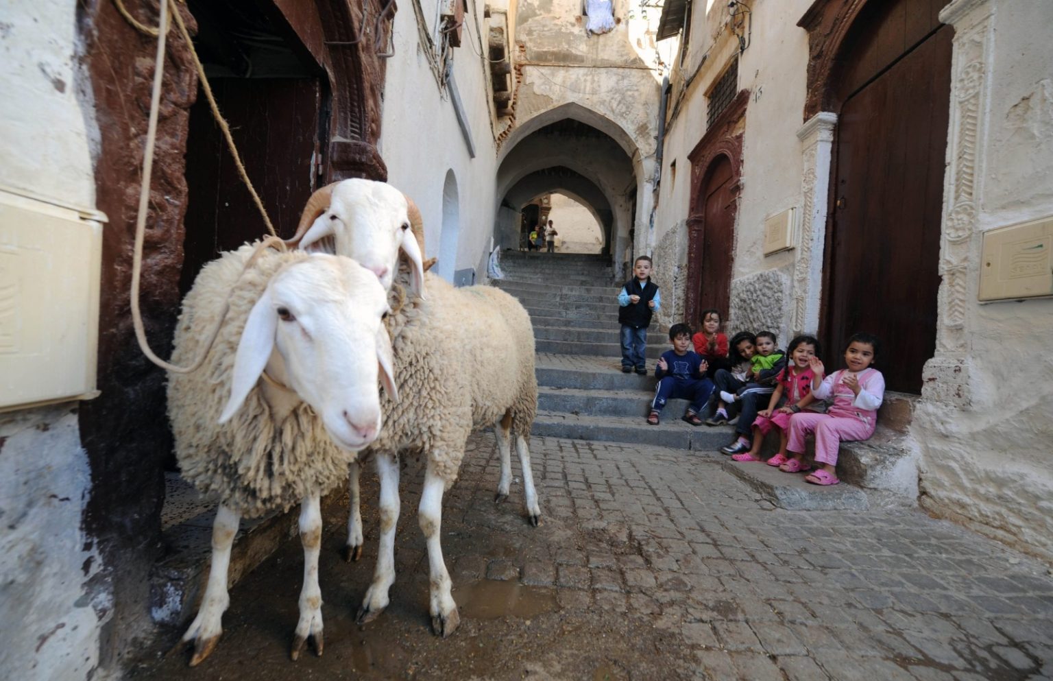 عيد الأضحى بالمغرب.. 82% من المشاركين في استطلاع يطالبون بدعم حكومي فعّال