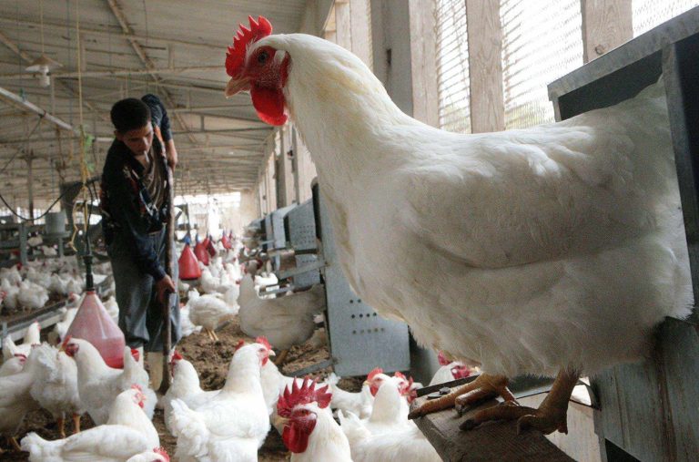 مقتل جزار لبيعه الدجاج بسعر مناسب