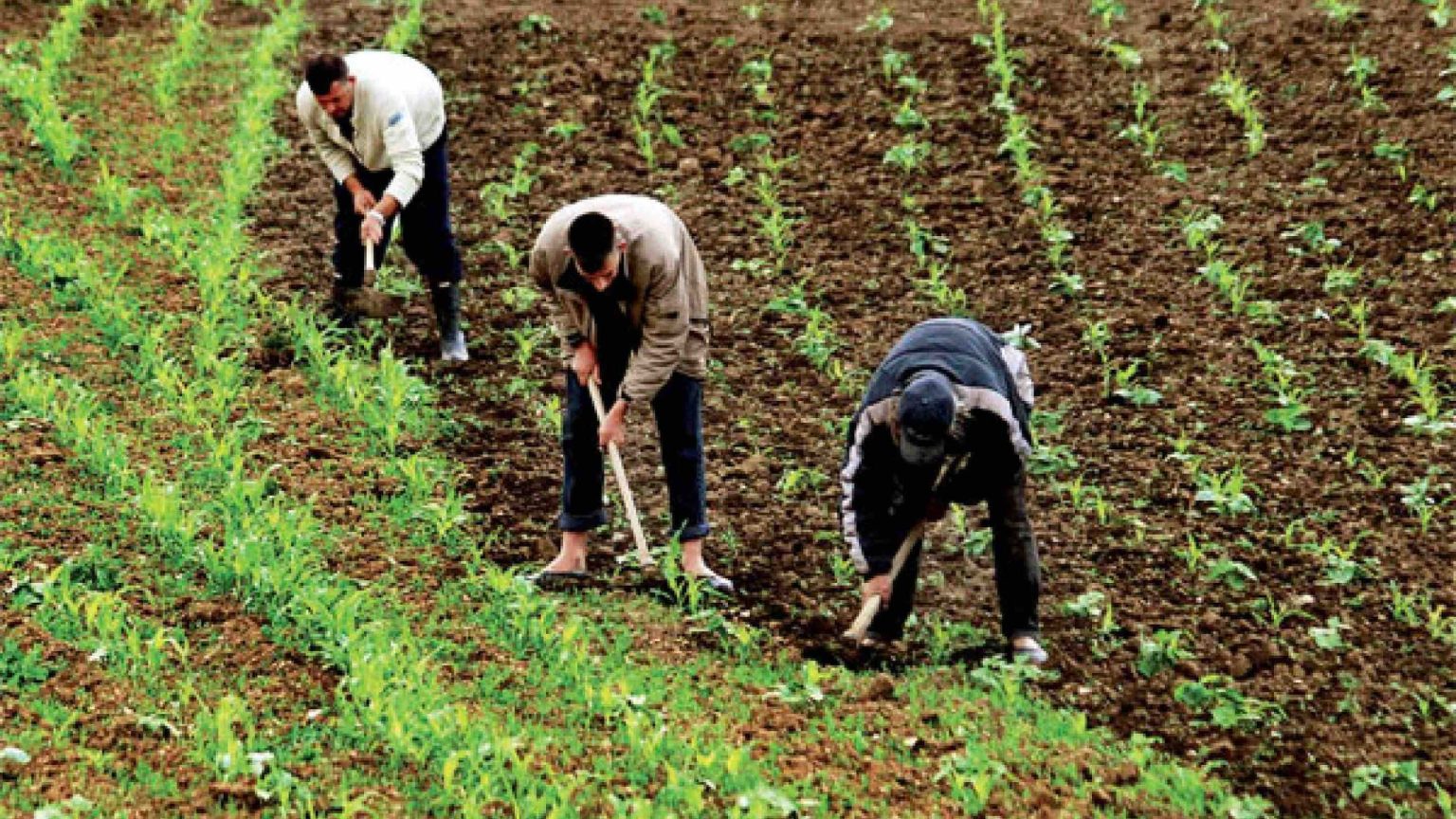 موازاة مع جولة الحوار الاجتماعي.. العمال الزراعيون يعلنون خطوات احتجاجية الفلاحة المغاربة