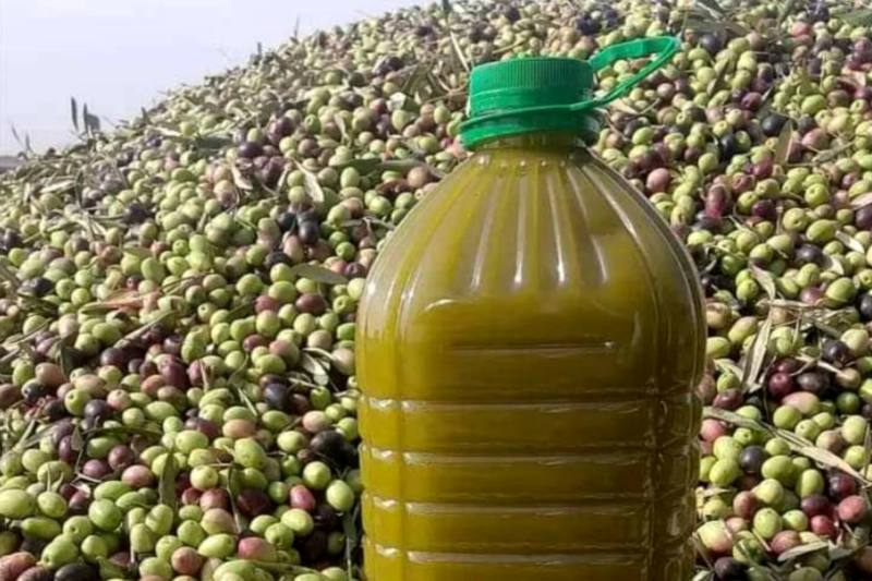 المغرب يحقق طفرة في إنتاج زيت الزيتون ويخطط لتعزيز حضوره في السوق الأمريكي