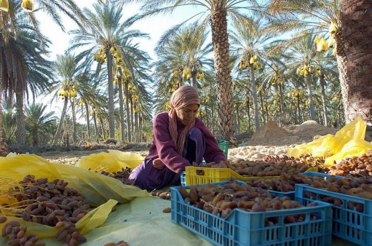 التمور المغربية أمام المنافسة الخارجية.. خبير لـ”سفيركم”: الوضع يتطلب رفع الجودة والإنتاجية