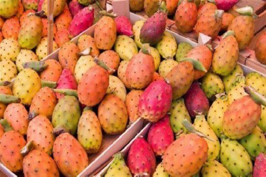 خبير لـ “سفيركم”: المغرب يستعيد مكانته في إنتاج “الهندية” بعد سنوات من التراجع