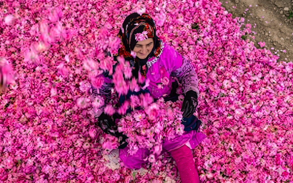 موسم الورد بالمغرب