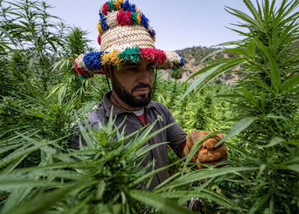 مزارع في أحد حقول القنب الهندي