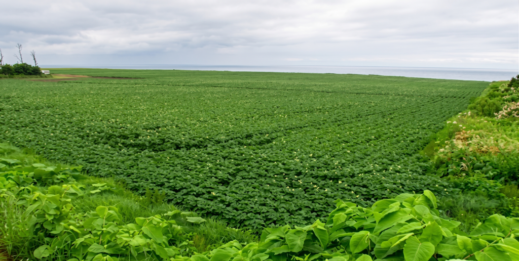 القطاع الزراعي بين السودان و المغرب