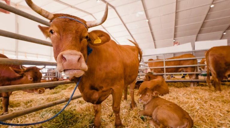 فرنسا تراهن على “الجيل الأخضر” المغربي لتطوير الإنتاج الحيواني