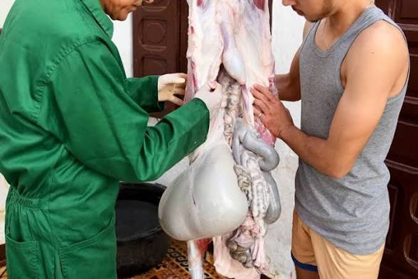 وسط أجواء عيد الأضحى.. طبيب بيطري يوجه المغاربة لتفادي فساد لحوم الأضاحي