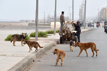 قانون منع إطعام الحيوانات الضالة يدخل حيز التنفيذ.. واحتجاج أمام البرلمان ضد قتل الكلاب
